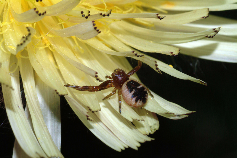 Synema globosum